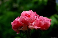 Beautiful roses, Bologna, Italy
