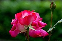 Beautiful roses, Bologna, Italy
