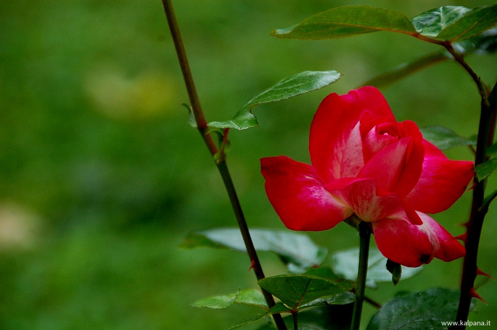 Beautiful, Hi-resolution free wall papers by Sunil Deepak