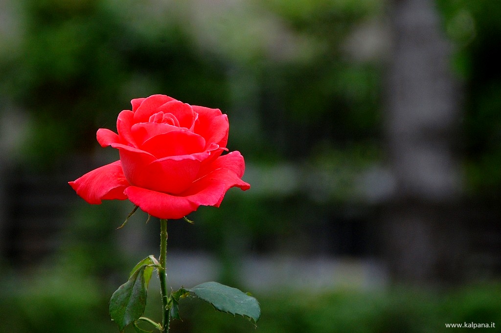 Beautiful, Hi-resolution free wall papers by Sunil Deepak