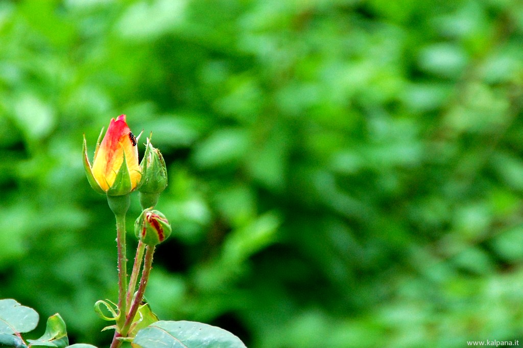 Beautiful, Hi-resolution free wall papers by Sunil Deepak