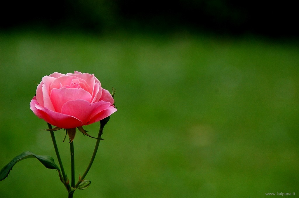 Beautiful, Hi-resolution free wall papers by Sunil Deepak