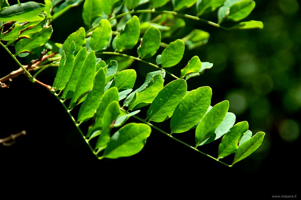 Beautiful, Hi-resolution free wall papers by Sunil Deepak