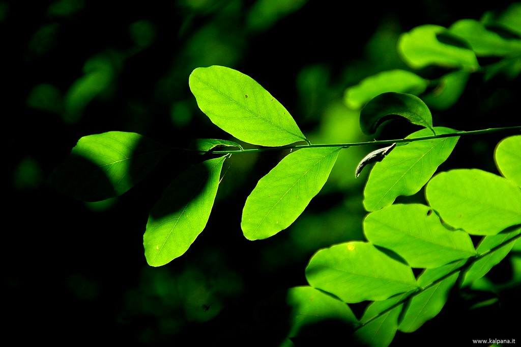 Beautiful, Hi-resolution free wall papers by Sunil Deepak