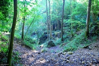 Forest in Carolla (Schio), Italy
