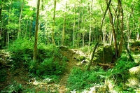 Forest in Carolla (Schio), Italy