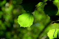 Forest in Carolla (Schio), Italy