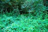 Forest in Carolla (Schio), Italy