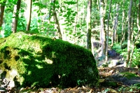 Forest in Carolla (Schio), Italy
