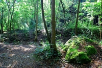 Forest in Carolla (Schio), Italy