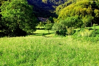 Forest in Carolla (Schio), Italy