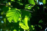 Forest in Carolla (Schio), Italy