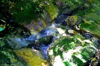 Forest in Carolla (Schio), Italy