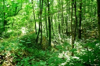 Forest in Carolla (Schio), Italy