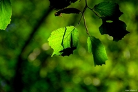 Forest in Carolla (Schio), Italy