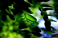 Forest in Carolla (Schio), Italy