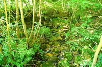 Forest in Carolla (Schio), Italy