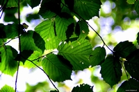 Forest in Carolla (Schio), Italy