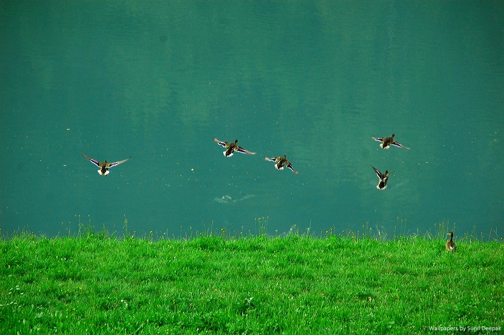 Beautiful, Hi-resolution free wall papers by Sunil Deepak