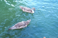 Lake Leman in Geneva, Switzerland