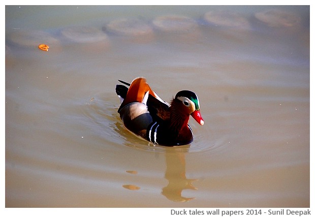 Hi-risolution wallpapers of waterbirds by Sunil Deepak, 2014