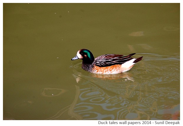 Hi-risolution wallpapers of waterbirds by Sunil Deepak, 2014