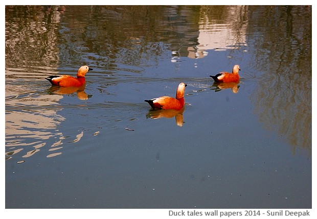 Hi-risolution wallpapers of waterbirds by Sunil Deepak, 2014