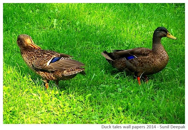 Hi-risolution wallpapers of waterbirds by Sunil Deepak, 2014