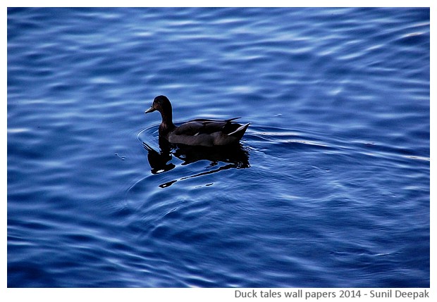 Hi-risolution wallpapers of waterbirds by Sunil Deepak, 2014
