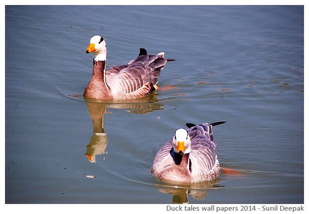 Hi-risolution wallpapers of waterbirds by Sunil Deepak, 2014