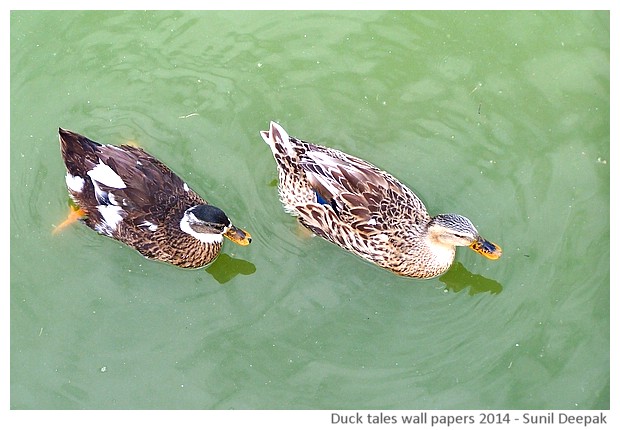Hi-risolution wallpapers of waterbirds by Sunil Deepak, 2014
