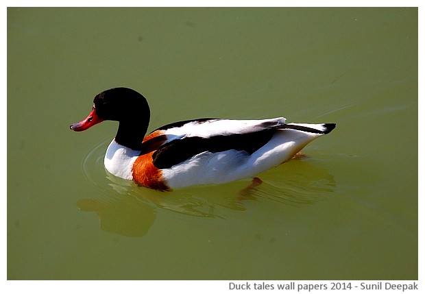 Hi-risolution wallpapers of waterbirds by Sunil Deepak, 2014