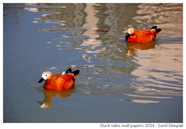 Hi-risolution wallpapers of waterbirds by Sunil Deepak, 2014