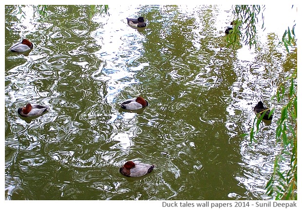 Hi-risolution wallpapers of waterbirds by Sunil Deepak, 2014