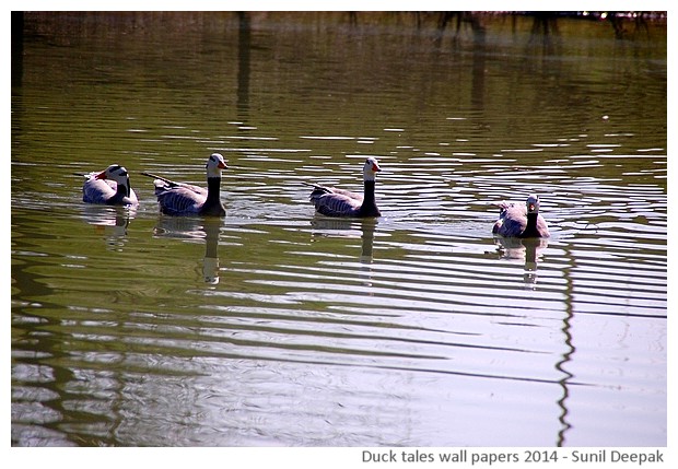 Hi-risolution wallpapers of waterbirds by Sunil Deepak, 2014