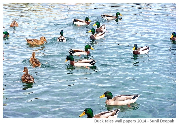 Hi-risolution wallpapers of waterbirds by Sunil Deepak, 2014