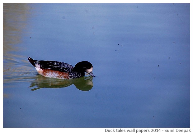 Hi-risolution wallpapers of waterbirds by Sunil Deepak, 2014
