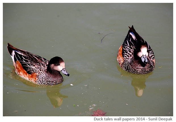 Hi-risolution wallpapers of waterbirds by Sunil Deepak, 2014