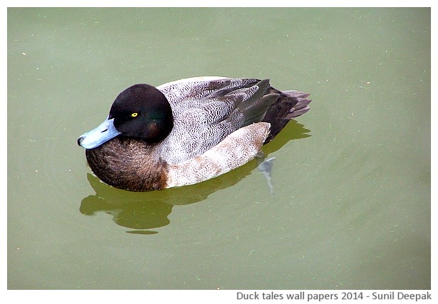 Hi-risolution wallpapers of waterbirds by Sunil Deepak, 2014