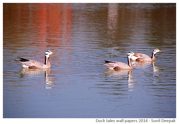Hi-risolution wallpapers of waterbirds by Sunil Deepak, 2014