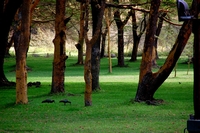 Wildlife from Naivasha, Kenya