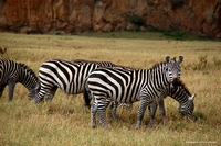 Wildlife from Naivasha, Kenya