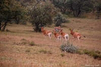 Wildlife from Naivasha, Kenya