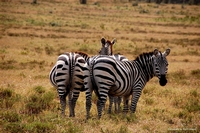 Wildlife from Naivasha, Kenya