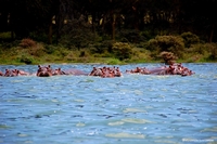 Wildlife from Naivasha, Kenya