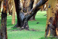 Wildlife from Naivasha, Kenya