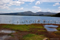 Wildlife from Naivasha, Kenya