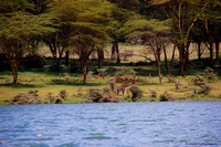 Wildlife from Naivasha, Kenya