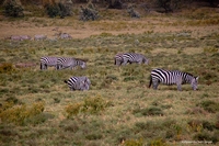 Wildlife from Naivasha, Kenya