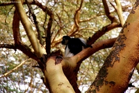 Wildlife from Naivasha, Kenya